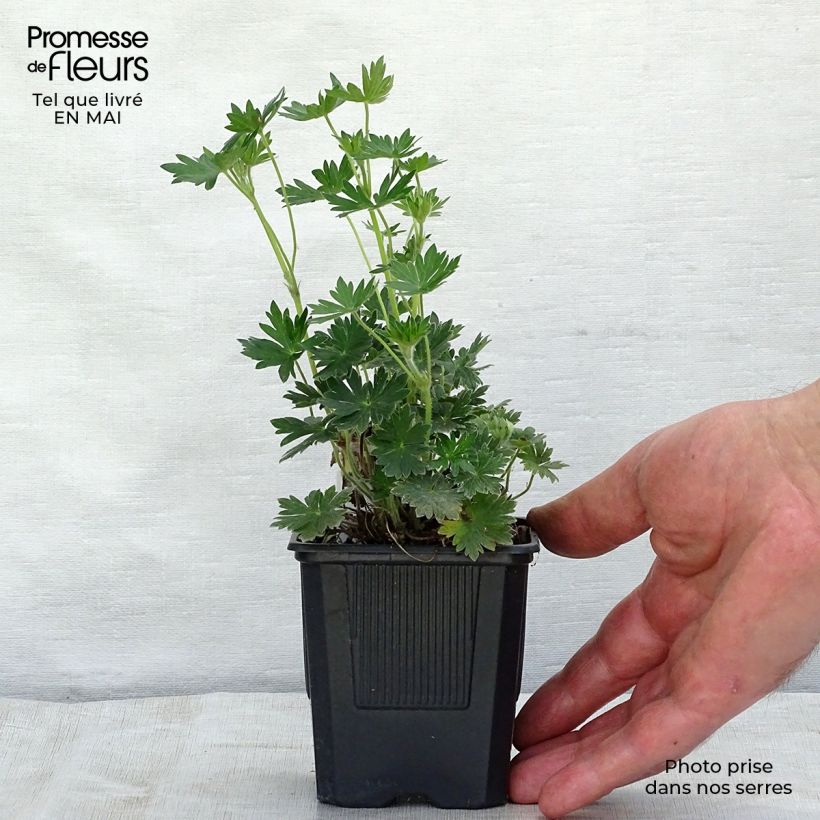 Geranium sanguineum Blushing Turtle 8/9 cm pot sample as delivered in spring