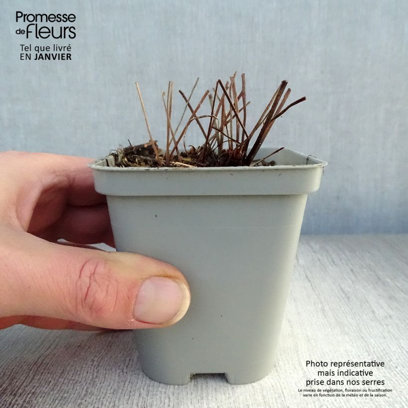 Geranium Brookside 8/9 cm pot sample as delivered in winter