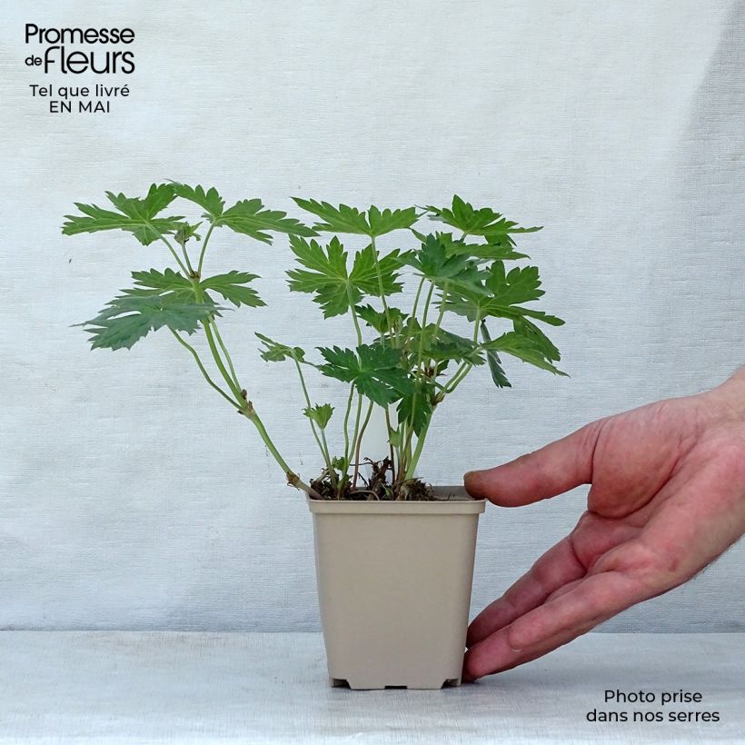 Geranium psilostemon Catherine Deneuve 8/9 cm pot sample as delivered in spring