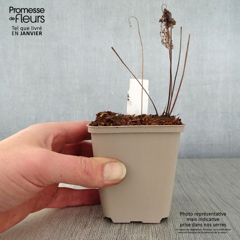 Geranium Chantilly 8/9 cm pot sample as delivered in winter