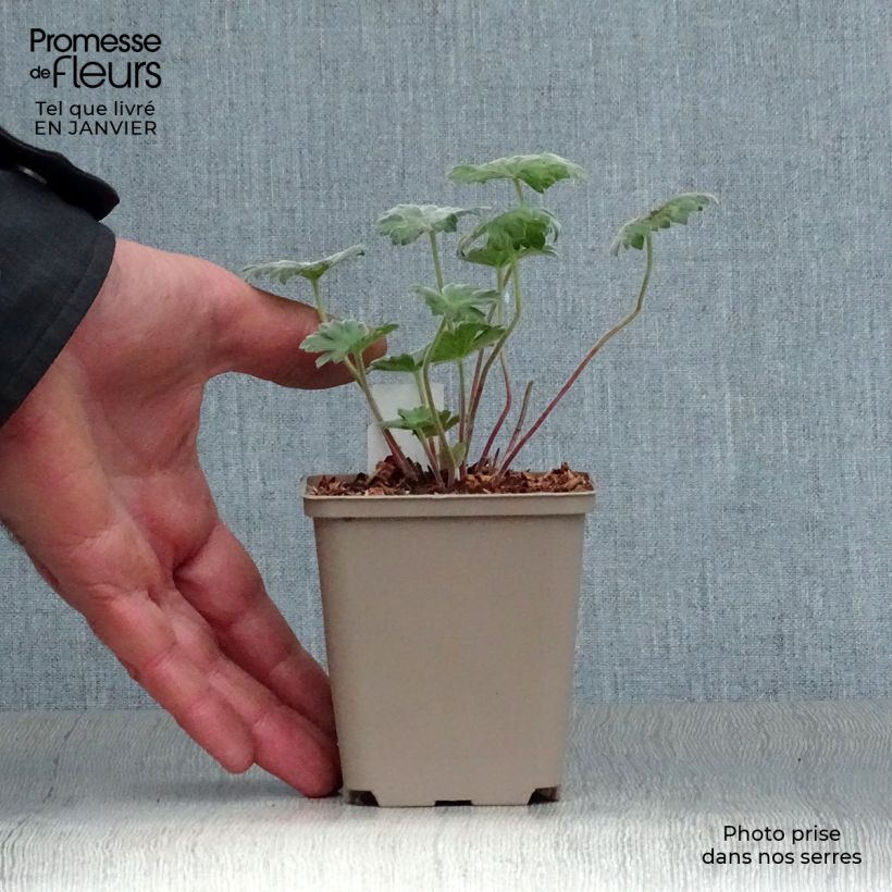Geranium traversii var. elegans Coombland White 8/9 cm pot sample as delivered in winter