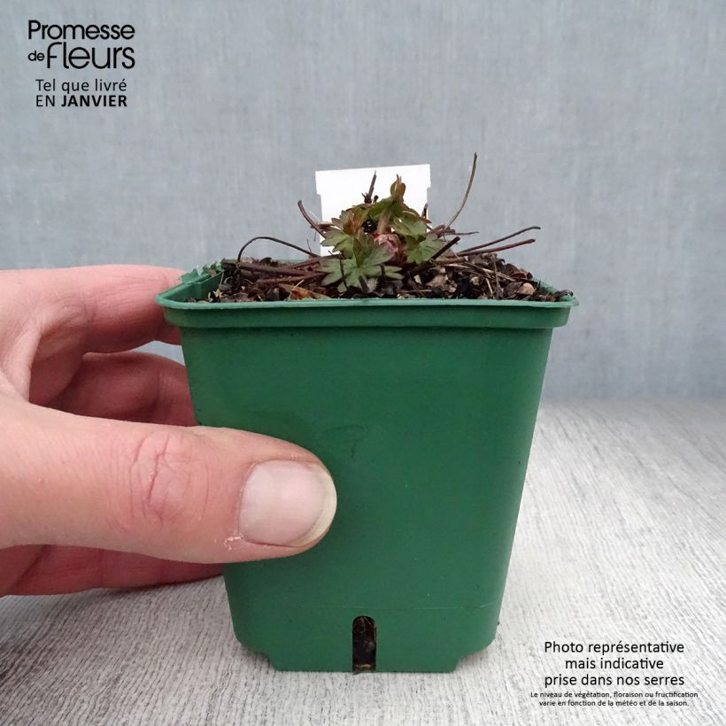 Geranium Dilys 8/9 cm pot sample as delivered in winter