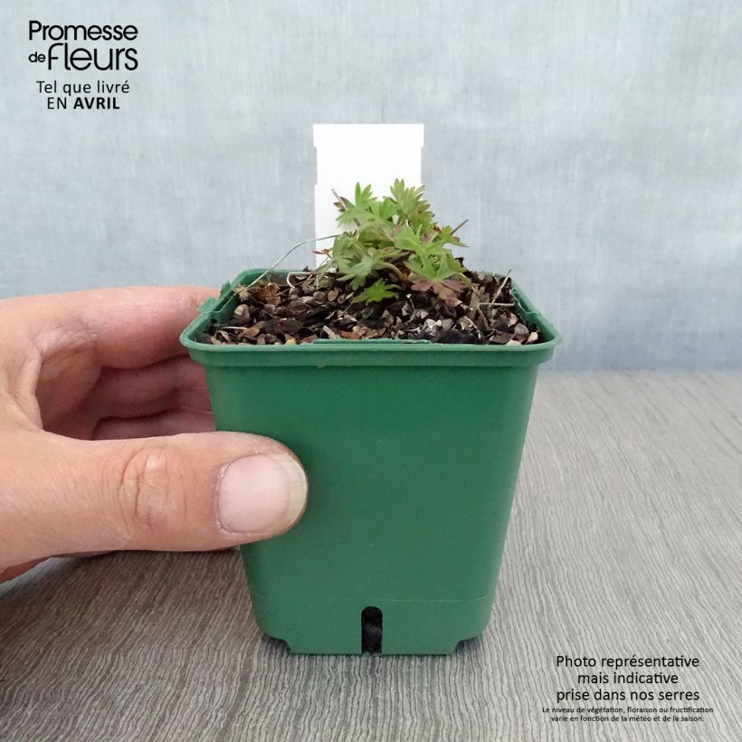 Geranium Dilys 8/9 cm pot sample as delivered in spring