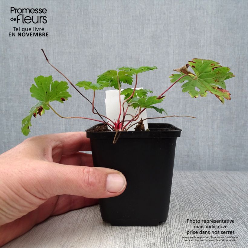 Geranium Dragon Heart 8/9 cm pot sample as delivered in autumn