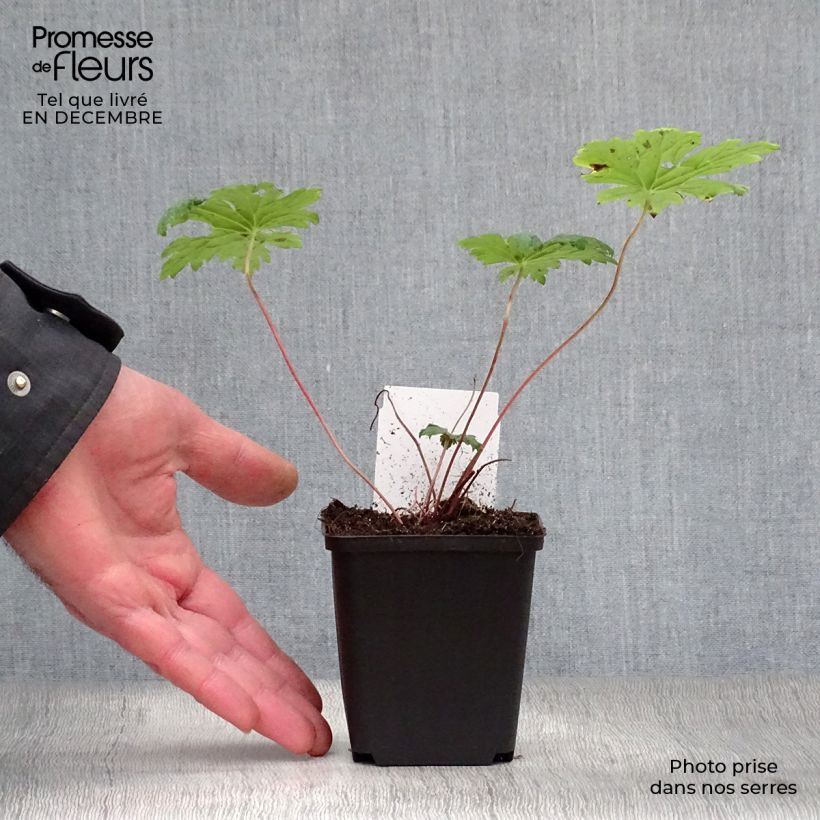 Geranium Dragon Heart 8/9 cm pot sample as delivered in winter