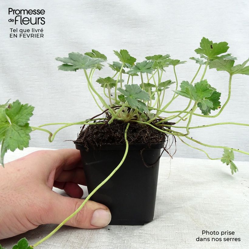 Geranium Dreamland 8/9 cm pot sample as delivered in winter