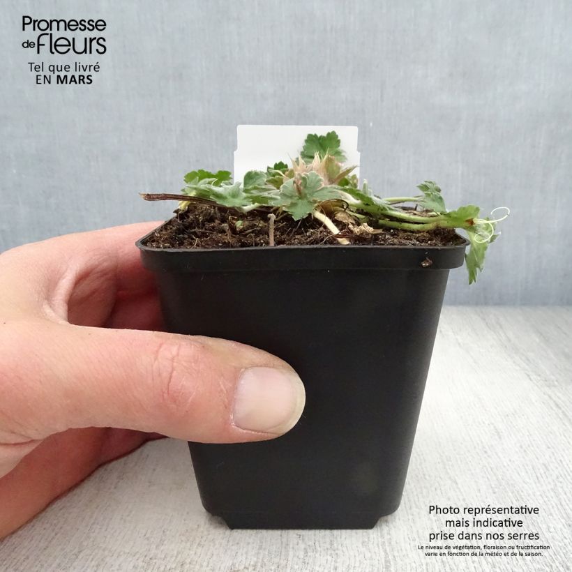 Geranium Dreamland 8/9 cm pot sample as delivered in spring