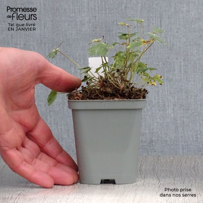 Geranium oxonianum Dusky Crug 8/9 cm pot sample as delivered in winter