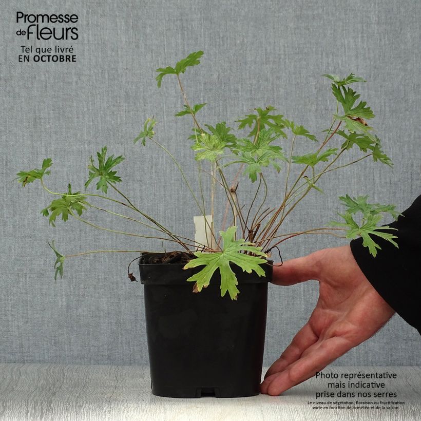 Geranium Johnsons blue 2L/3L pot sample as delivered in autumn