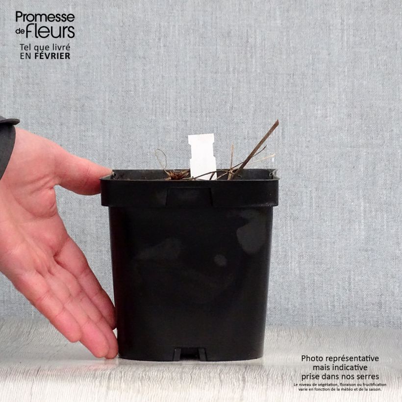 Geranium Johnsons blue 2L/3L pot sample as delivered in winter