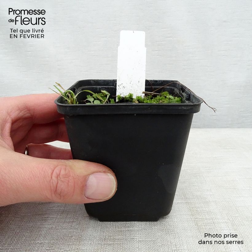 Geranium Lea 8/9 cm pot sample as delivered in winter