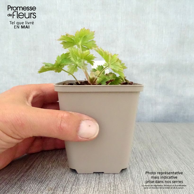 Geranium wallichianum Lilac Ice 8/9 cm pot sample as delivered in spring