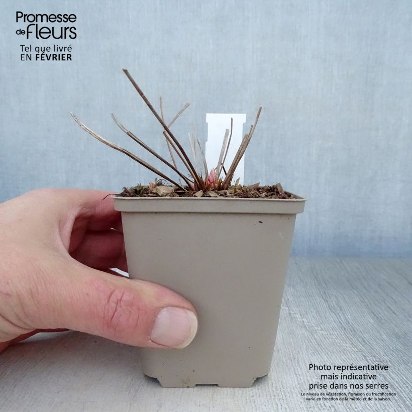 Geranium Nimbus 8/9 cm pot sample as delivered in winter