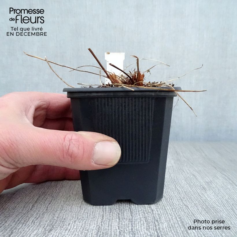 Geranium Orion 8/9 cm pot sample as delivered in winter