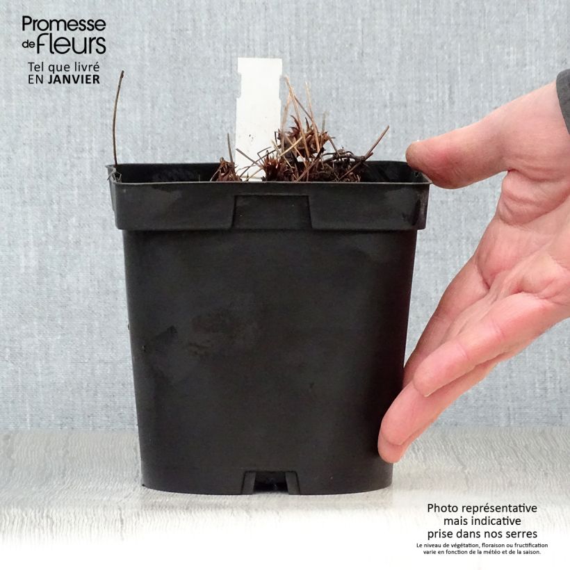 Geranium Orion 2L/3L pot sample as delivered in winter