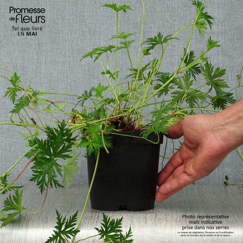 Geranium Orion 2L/3L pot sample as delivered in spring