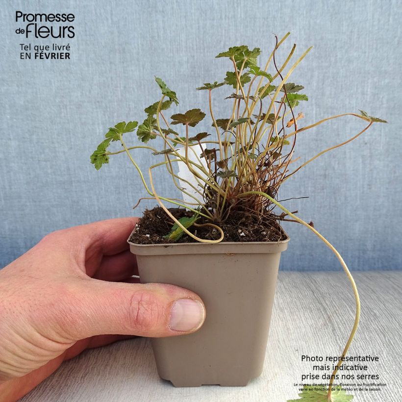 Geranium oxonianum Orkney Cherry 8/9 cm pot sample as delivered in winter