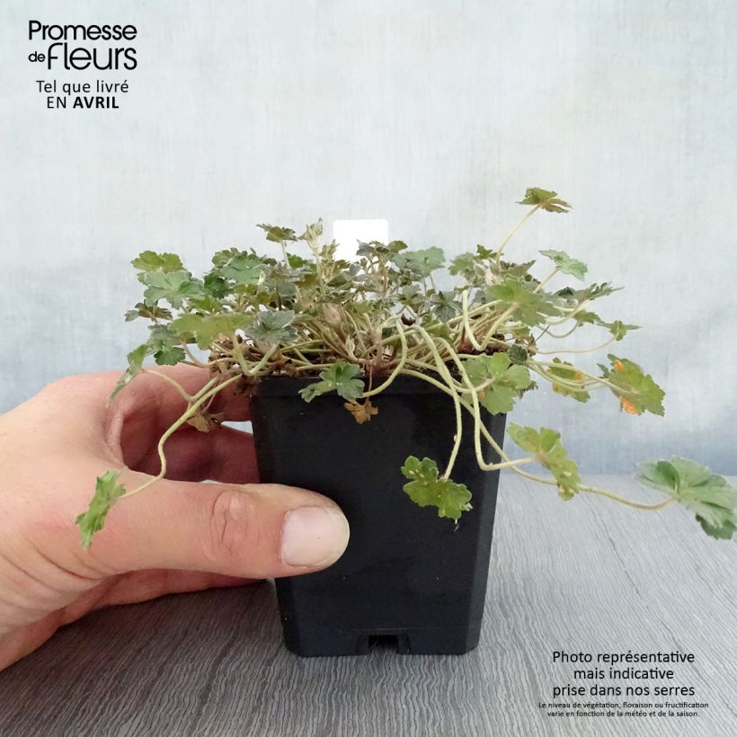 Geranium oxonianum Orkney Cherry 8/9 cm pot sample as delivered in spring