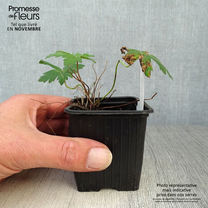 Geranium Patricia 8/9 cm pot sample as delivered in autumn