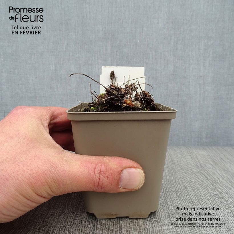 Geranium renardii Philippe Vapelle 8/9 cm pot sample as delivered in winter