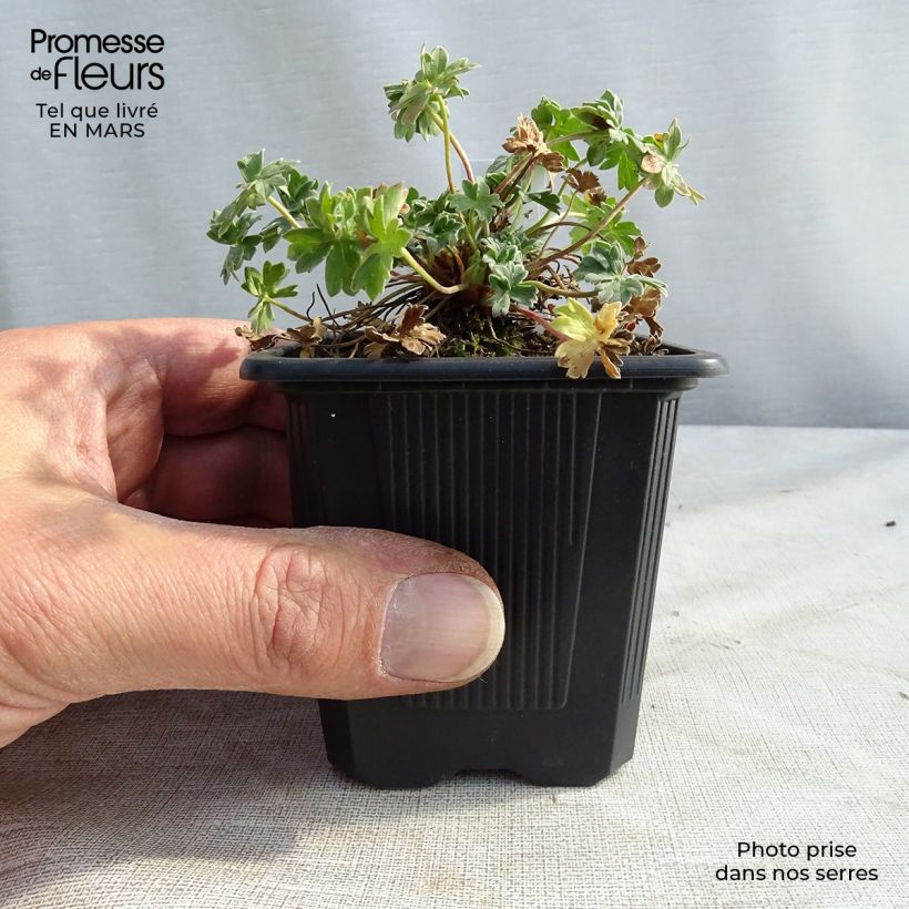 Geranium cinereum Rothbury Gem 8/9 cm pot sample as delivered in winter