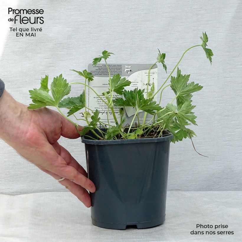 Geranium Rozanne 2L/3L pot sample as delivered in spring