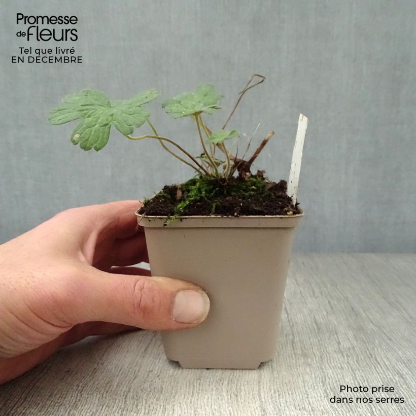 Geranium lambertii  procurrens Salomé 8/9 cm pot sample as delivered in winter