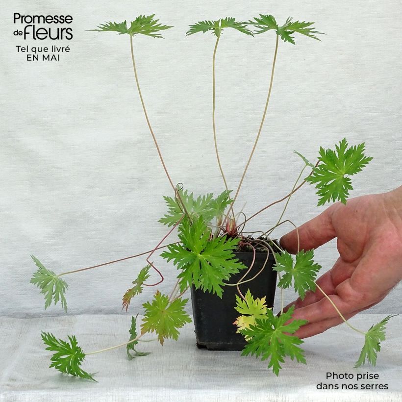 Geranium pratense Spinners 8/9 cm pot sample as delivered in spring