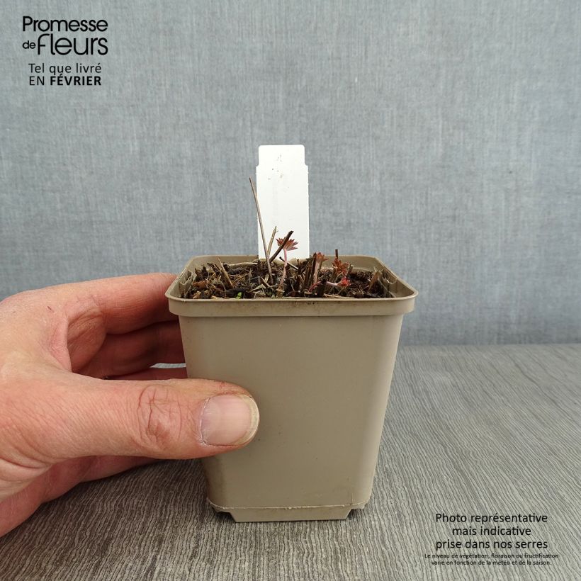 Geranium soboliferum Starman 8/9 cm pot sample as delivered in winter