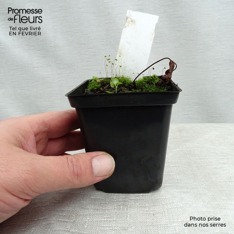 Geranium Sweet Heidi 8/9 cm pot sample as delivered in winter