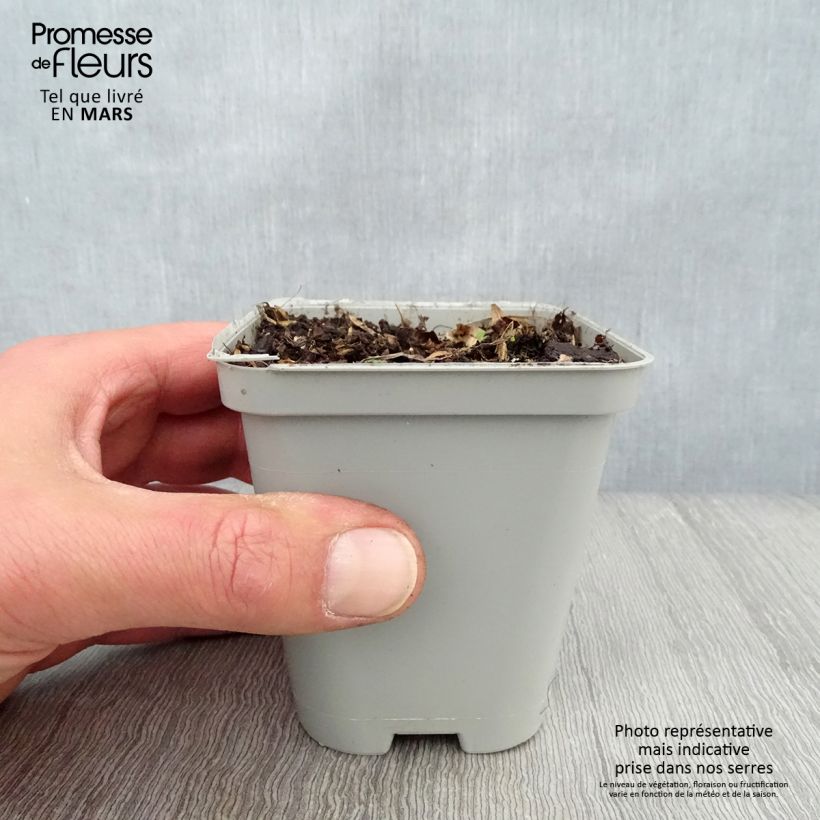 Geranium Sweet Heidi 8/9 cm pot sample as delivered in spring