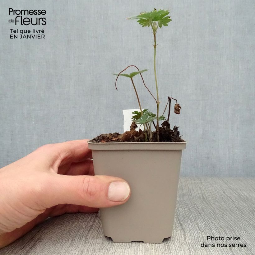 Geranium Tiny Monster 8/9 cm pot sample as delivered in winter