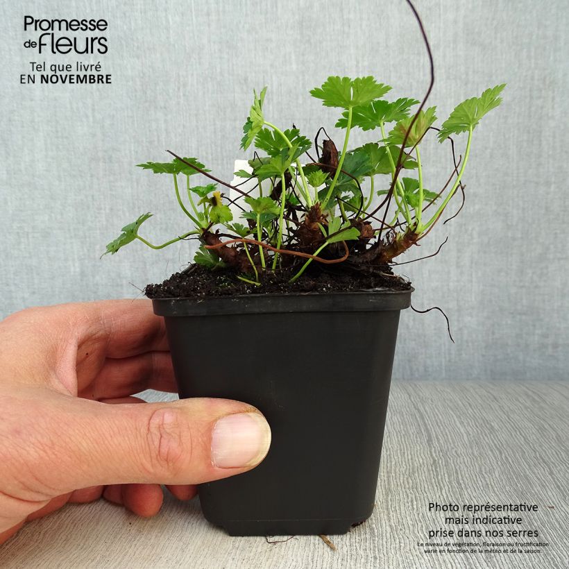 Geranium cantabrigiense Biokovo 8/9 cm pot sample as delivered in autumn