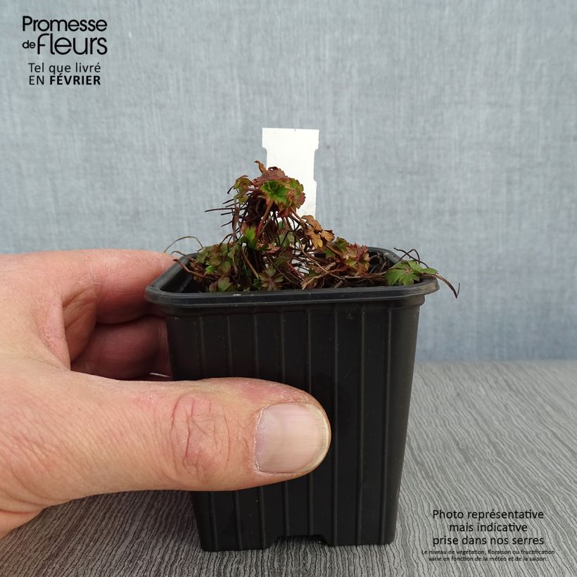 Geranium cantabrigiense Intense 8/9 cm pot sample as delivered in winter