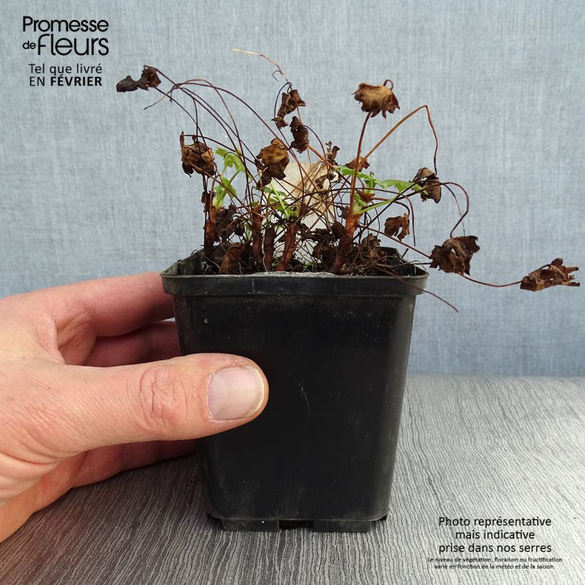 Geranium cantabrigiense Karmina 8/9 cm pot sample as delivered in winter