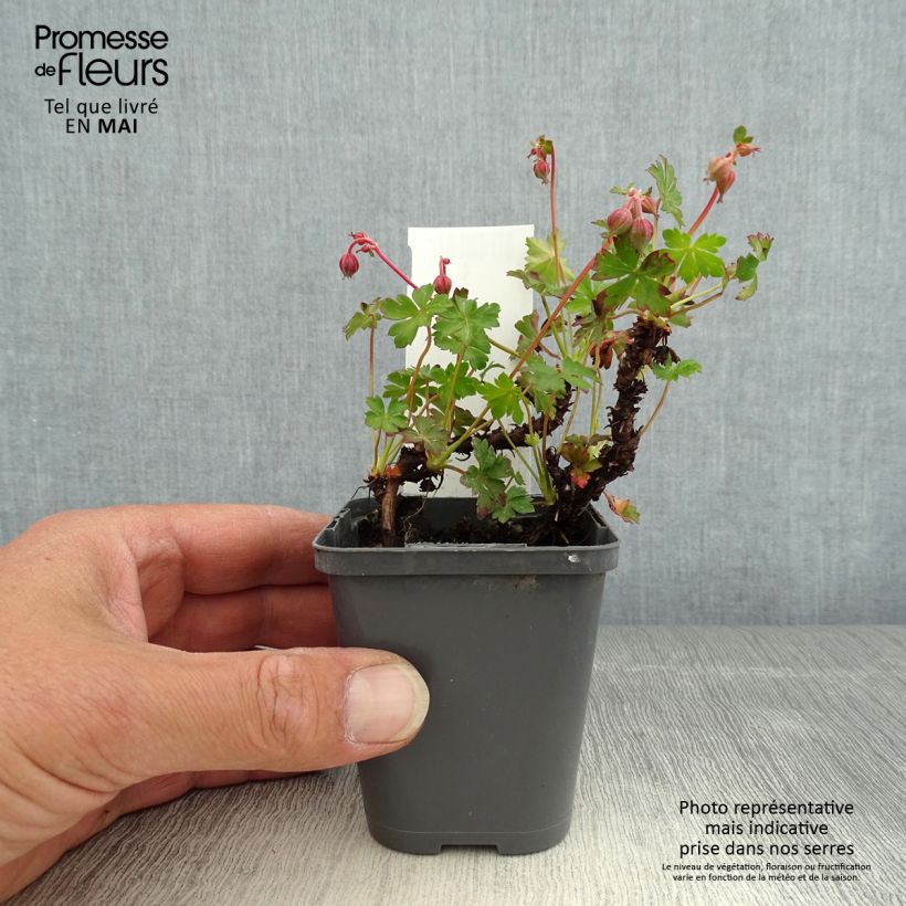 Geranium cantabrigiense Westray 8/9 cm pot sample as delivered in spring