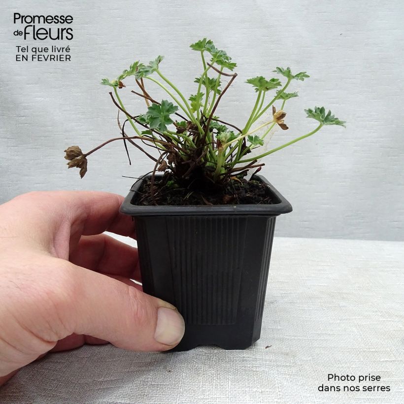 Geranium cinereum Ballerina 8/9 cm pot sample as delivered in winter