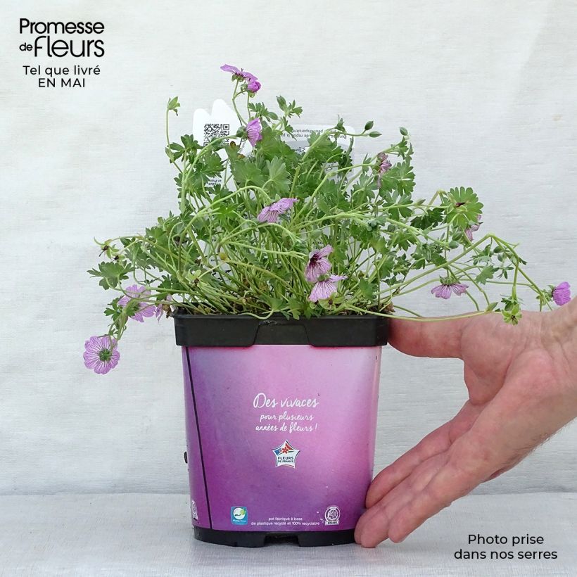 Geranium cinereum Ballerina 2L/3L pot sample as delivered in spring