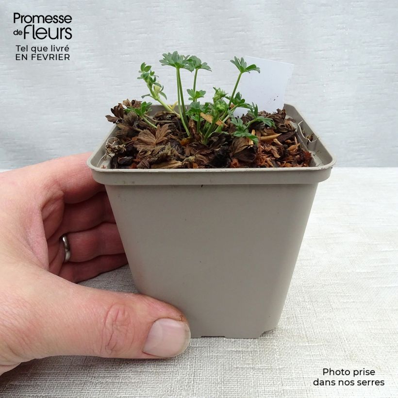 Geranium cinereum Jolly Jewel Night 8/9 cm pot sample as delivered in winter