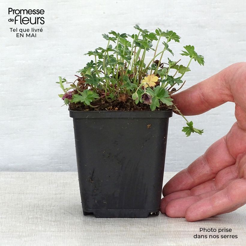 Geranium cinereum Jolly Jewel Night 8/9 cm pot sample as delivered in spring