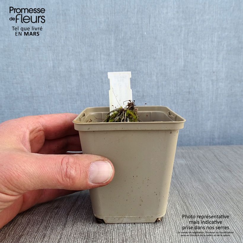 Geranium cinereum Jolly Jewel Hot Pink 8/9 cm pot sample as delivered in winter