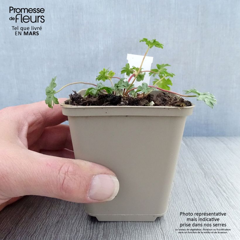 Geranium cinereum Jolly Jewel Hot Pink 8/9 cm pot sample as delivered in spring