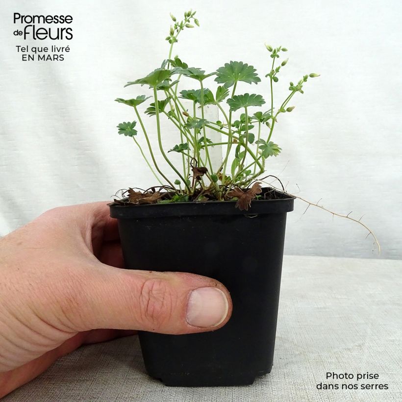 Geranium cinereum Jolly Jewel Red Improved 8/9 cm pot sample as delivered in spring