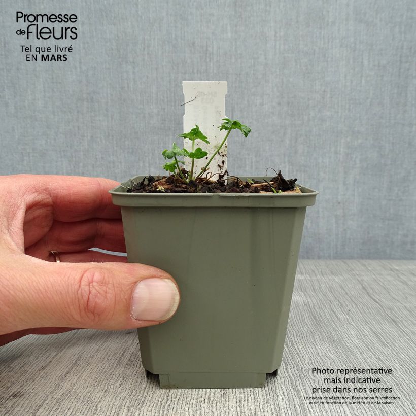 Geranium cinereum Jolly Jewel Salmon 8/9 cm pot sample as delivered in spring