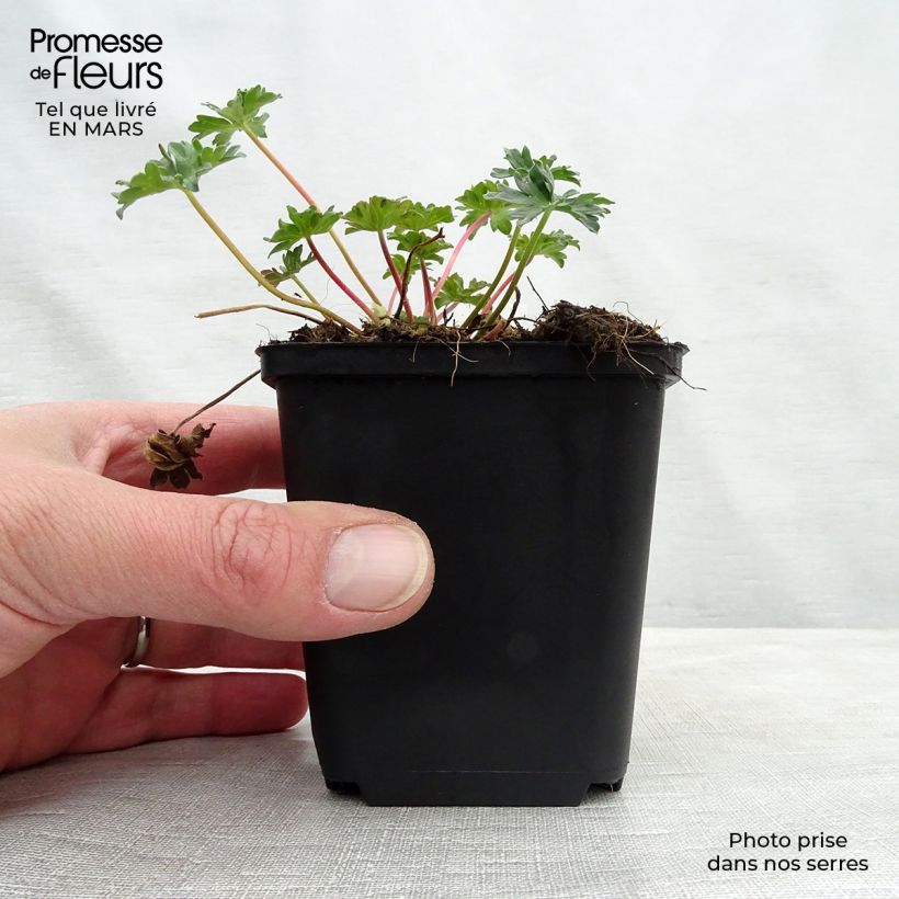 Geranium cinereum Laurence Flatman 8/9 cm pot sample as delivered in winter