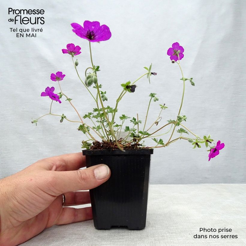 Geranium cinereum v. subcaulescens Giuseppii 8/9 cm pot sample as delivered in spring
