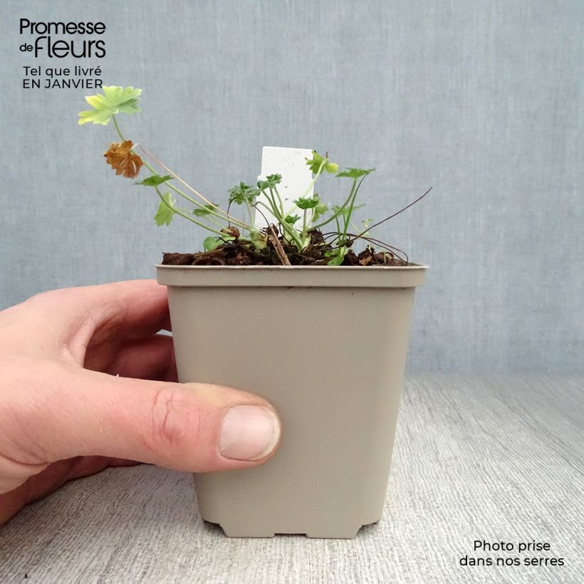 Geranium cinereum v. subcaulescens Giuseppii 8/9 cm pot sample as delivered in winter