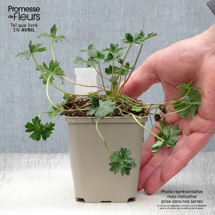 Geranium cinereum v. subcaulescens 8/9 cm pot sample as delivered in spring