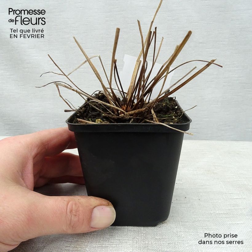 Geranium clarkei Kashmir Blue 8/9 cm pot sample as delivered in winter