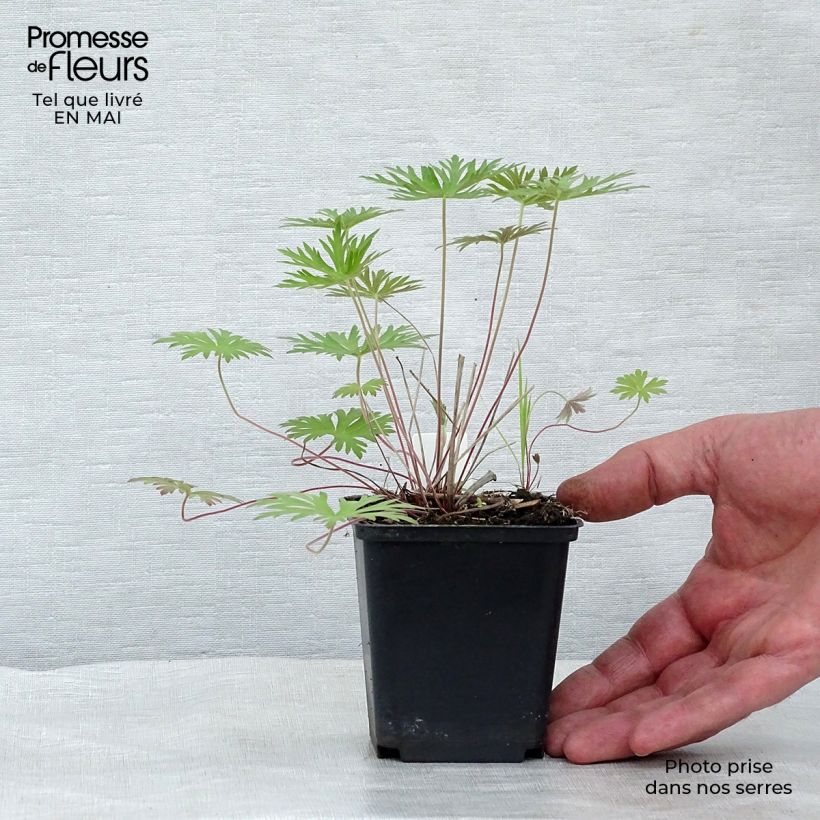 Geranium clarkei Kashmir Blue 8/9 cm pot sample as delivered in spring